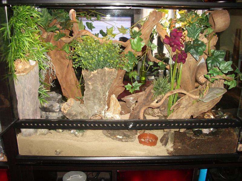 t1321 Mon terrarium