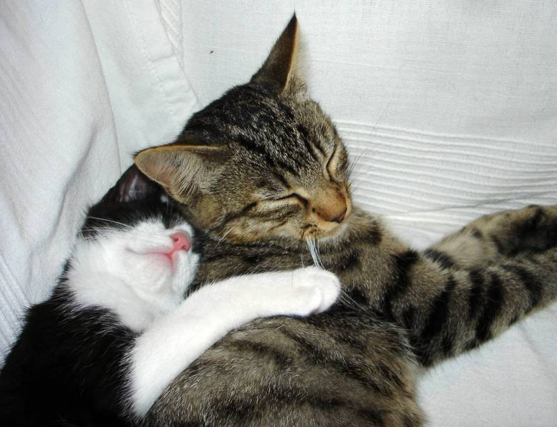 Porte clés "Deux chats amoureux" au profit l'Ecole du Chat de Quiberon : Porte 