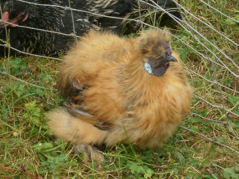 Mon Oie Ne Tient Plus Sur Ses Pattes Nos Amours de Plumes et de Poils :: ma NS ne tient plus sur ses pattes