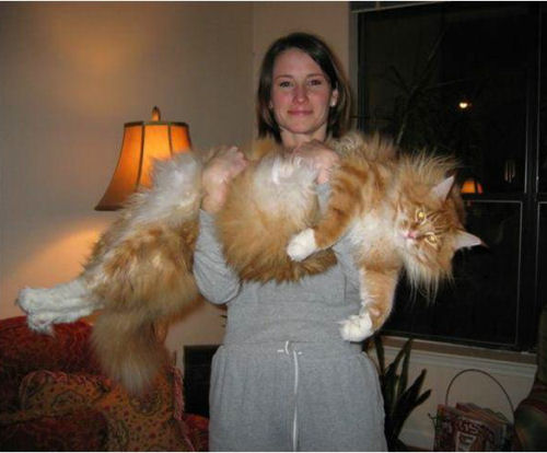 Afficher limage dorigine