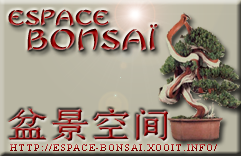 Espace bonsaï