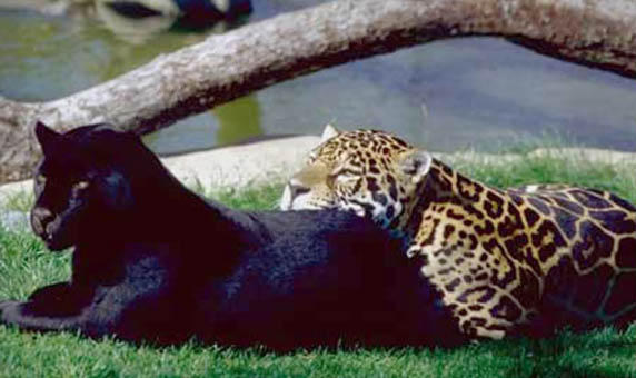 http://img.xooimage.com/files48/d/a/6/pantheres-1f9bbaa.jpg