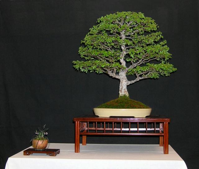 九霞園 naturellement bonsaï 盆栽 Un orme de Chine