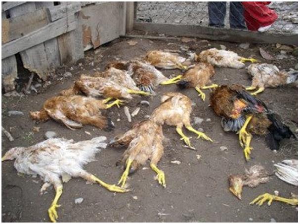 quel animal s attaque aux poules