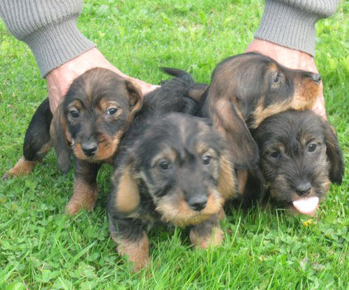 Chien De Chasse Sanglier à Vendre Chien De Chasse Sanglier à Vendre