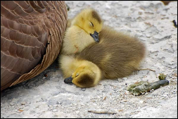 http://img.xooimage.com/files49/a/8/e/oiseau-dort-2-13a370f.jpg