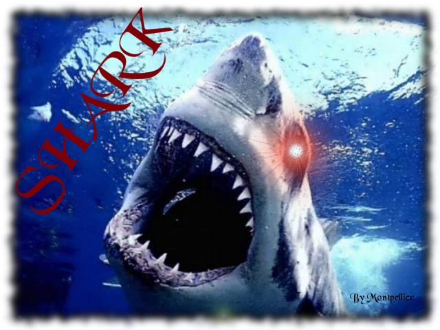 shark Index du Forum