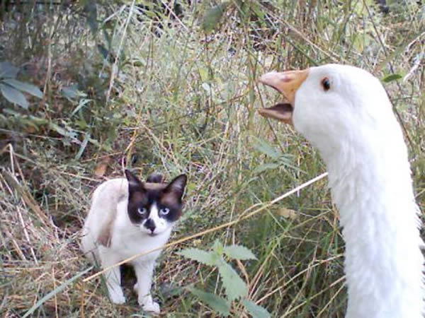 Point de rencontre in english