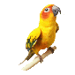 oiseau membre