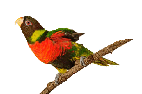 oiseau assidu