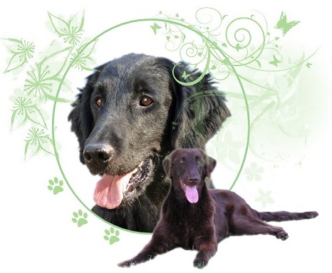 Le forum du Flat Coated Retriever Index du Forum