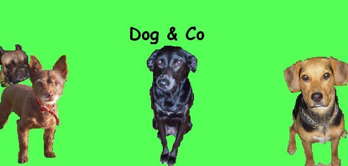 Dog & Compagnie Index du Forum