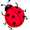 coccinelle