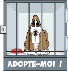 chienadopte2
