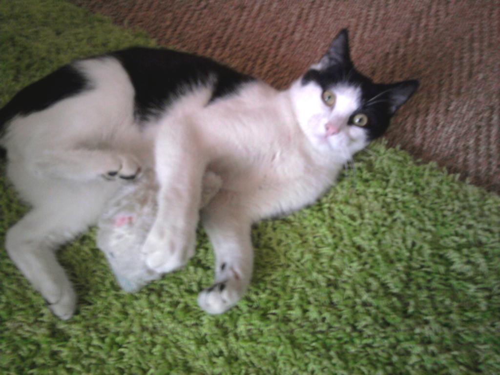 Chat vallauris