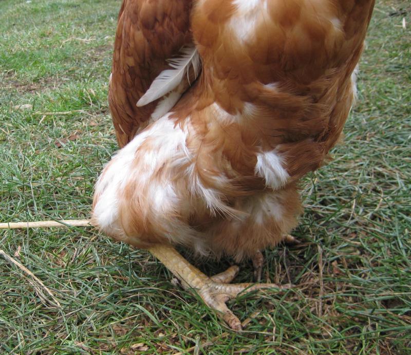 Comment Couper Les Ailes Aux Poules Nos Amours de Plumes et de Poils :: POULE BLESSEE