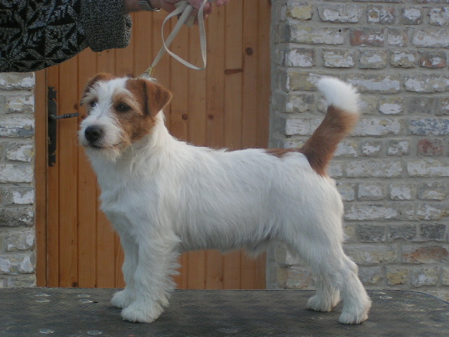 rencontre jack russel