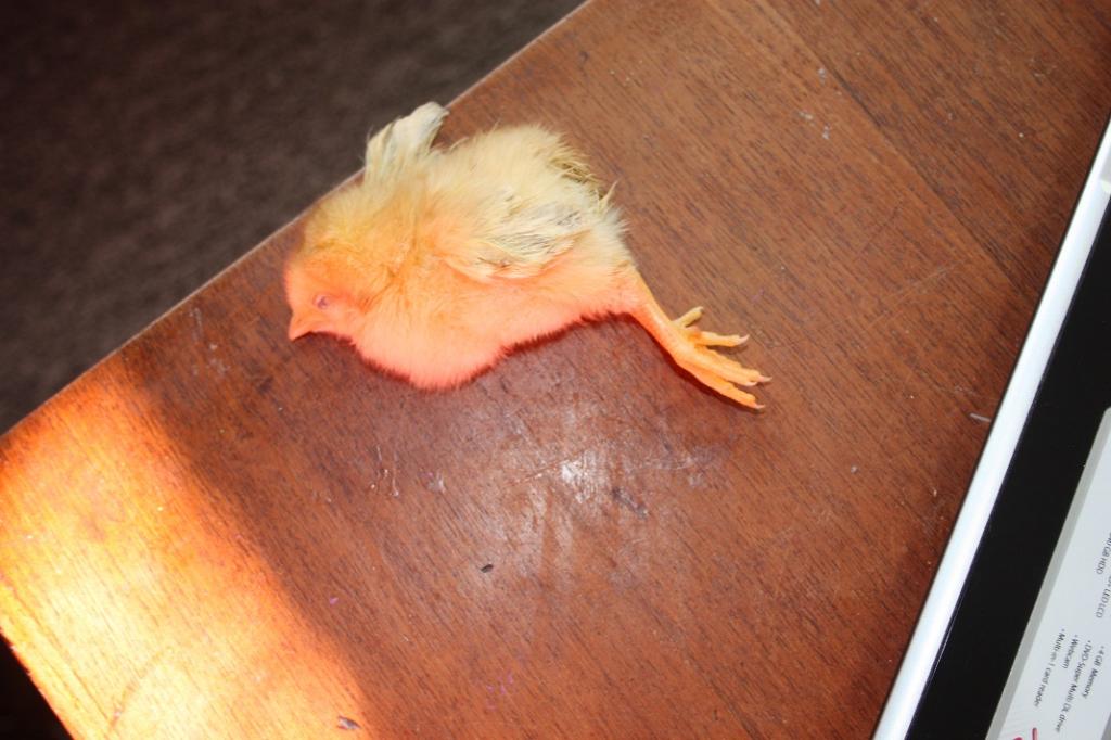 poussins-009-265555a.jpg