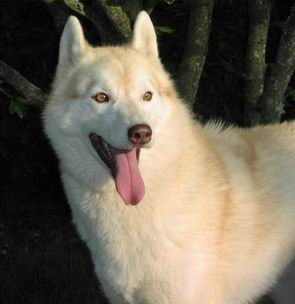 rencontre husky