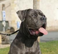 Le Monde Du Cane Corso Bonjour à Tous