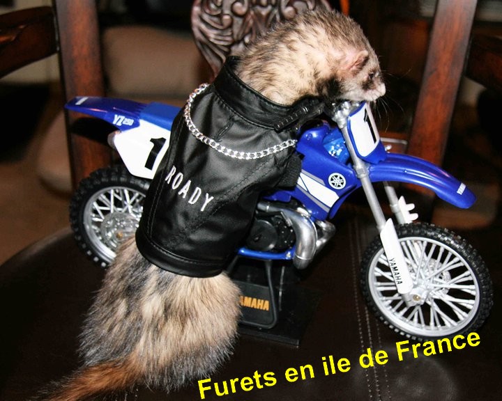 Rencontre furet ile de france