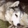 HusKy