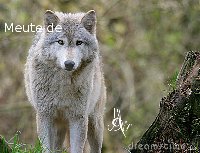 Meute de l'Air