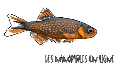 Qui est en ligne ?