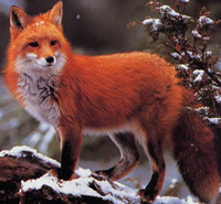 Renard Renard