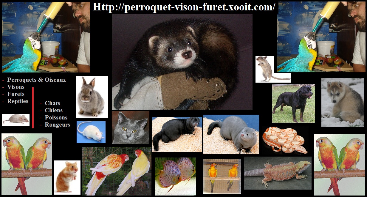 perroquets visons furets Index du Forum