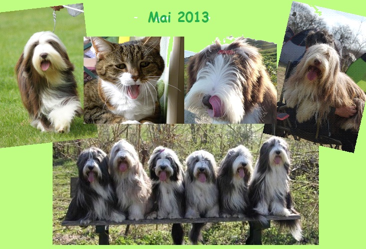 les Farfelus poilus et Fan Club du Bearded Collie Forum Index
