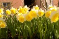 jonquilles