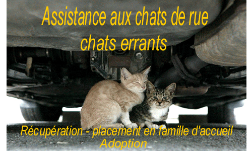 adoptions chats - assistance féline Index du Forum