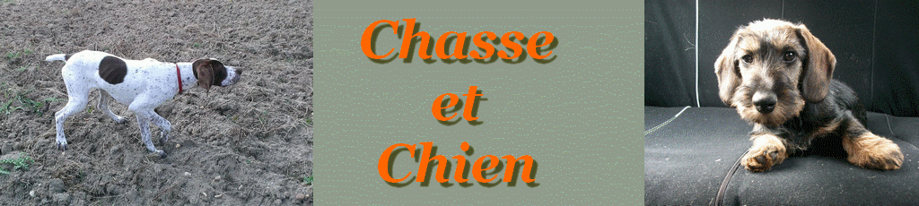 Le Forum Chasse et Chien Forum Index