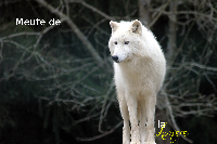Meute de la Lumière
