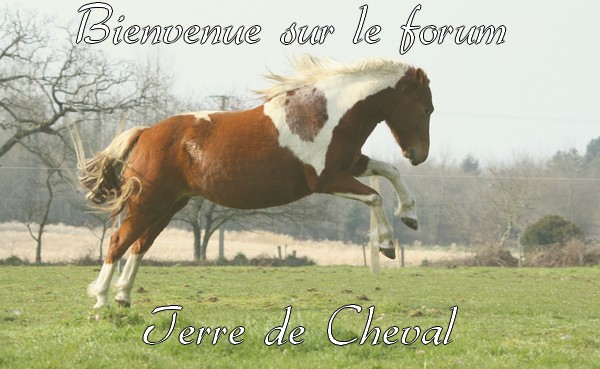 Terre de Cheval Forum Index
