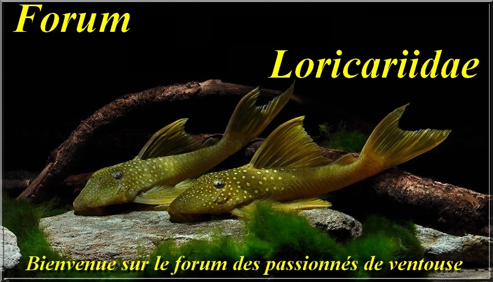 loricariidae Index du Forum