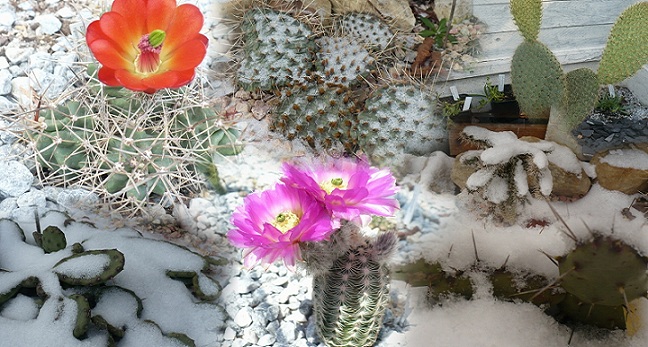 cactusrustiquesforum Index du Forum