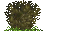 Bush