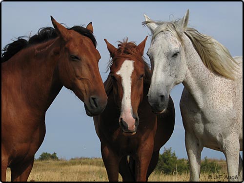 Passion Chevaux Index du Forum