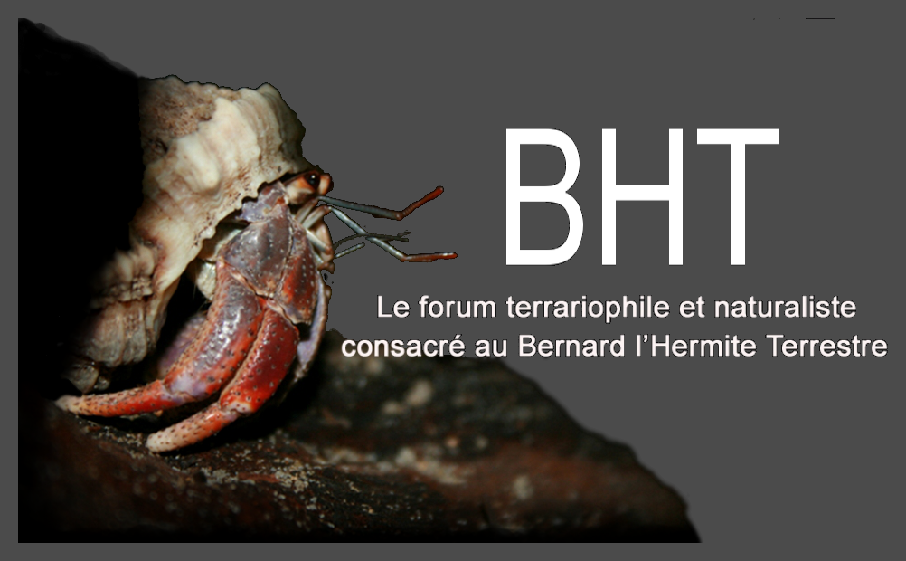 BHT : Le forum 100% bernard l'hermite terrestre (Coenobita sp.)  Forum Index