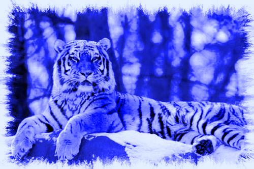 Les Tigres De l'espace wing Index du Forum