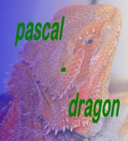 pascal-dragon