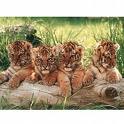 tigre-bronze