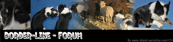 Le Border Collie Index du Forum