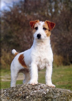 Le Forum Des Border Terriers Aidez Nous A Sauver Mayoland