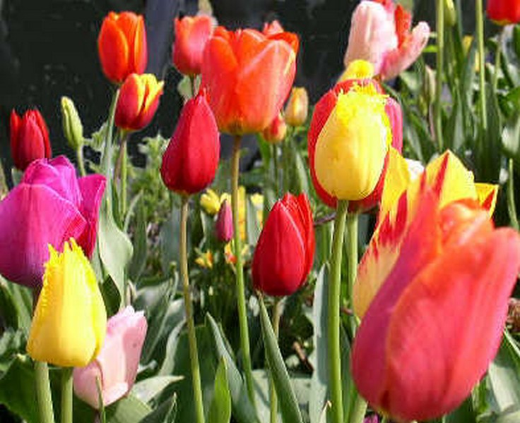Les organes reproducteurs des plantes.