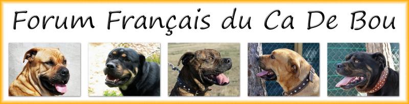Bienvenue sur le Forum du Dogue Majorquin Index du Forum