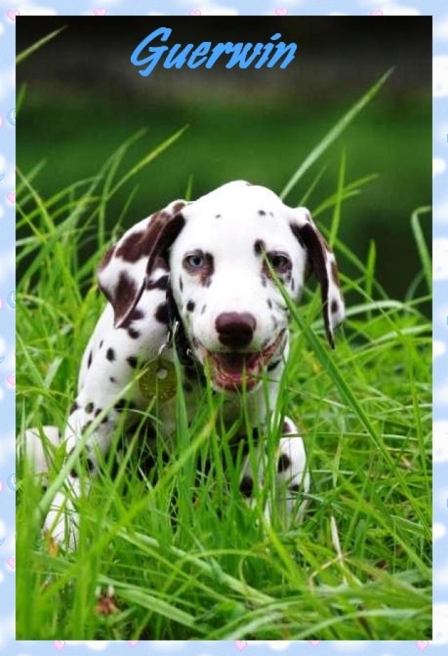 Les Toutous De La 2eme Chance les toutous et matous de la 2eme chance :: GUERWIN chien Dalmatien non
