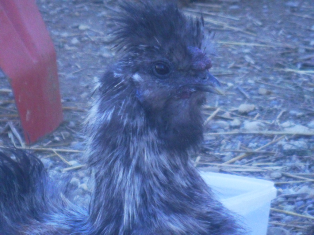 Nos Amours De Plumes Et De Poils Est Bien Une Poule